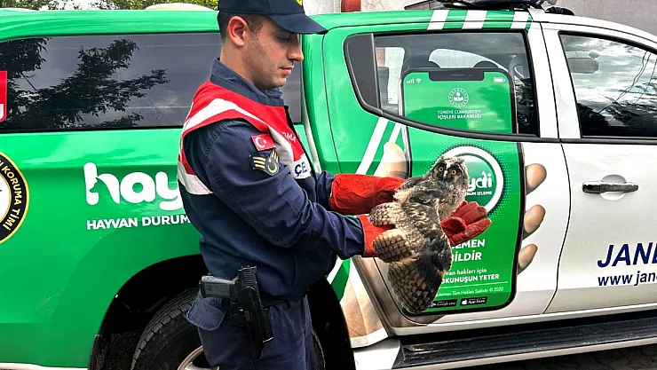 Ağrı'da yaralı halde bulunan baykuş tedavi altına alındı