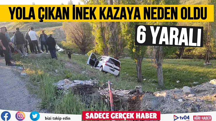 Ağrı'da yola çıkan inek kazaya neden oldu: 6 yaralı