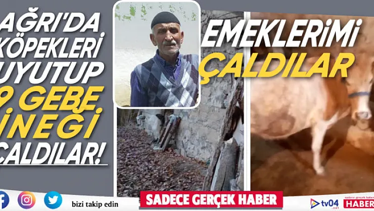 Ağrı'da akıllara durgunluk veren hayvan hırsızlığı! 9 gebe büyükbaş hayvan çalındı