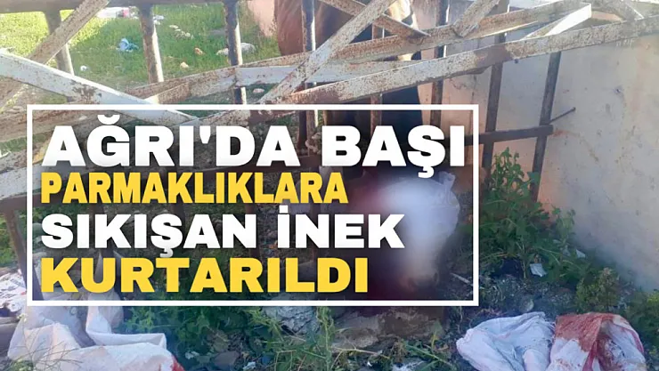 Ağrı'da başı demir korkuluklara sıkışan inek kurtarıldı