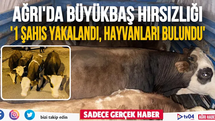 Ağrı'da büyükbaş hayvan çalan şahıs yakalandı