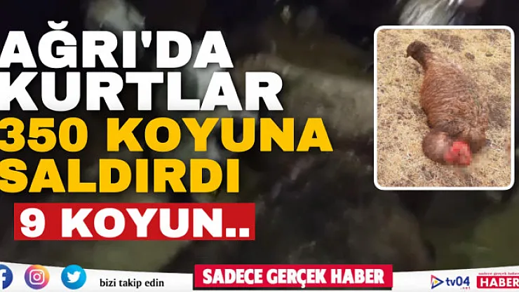 Ağrı'da kurtlar 350 koyundan oluşan sürüye saldırdı! 9 koyun arazide kesildi..