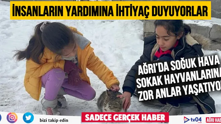Ağrı'da soğuk hava sokak hayvanlarına zor anlar yaşatıyor