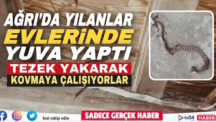 Ağrı'da yılanların yuva yaptığı evlerinde uyuyamıyorlar