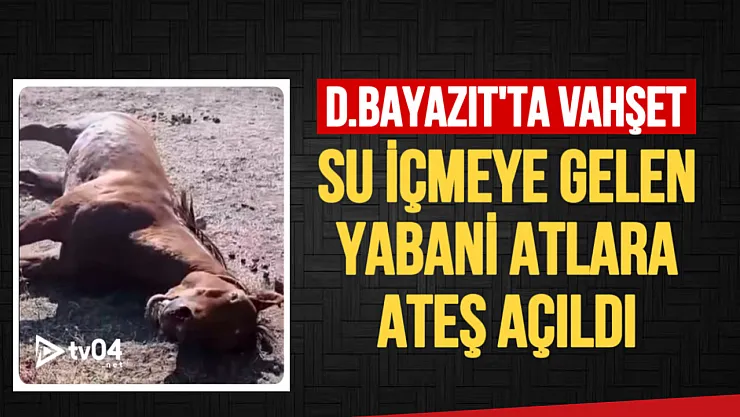 Doğubayazıt'ta Vahşet: Su İçmeye Gelen Yaban Atlarına Silahla Ateş Açıldı