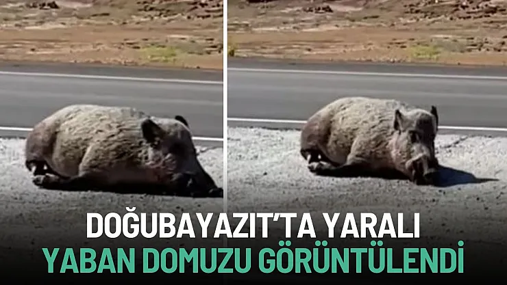 Doğubayazıt'ta Yaralı Yaban Domuzu Görüntülendi