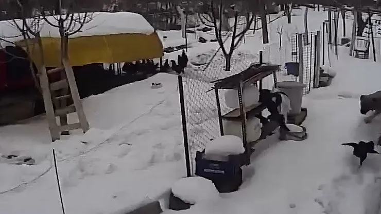 Aç kalan sokak köpekleri tavuklara saldırdı, o anlar güvenlik kamerasına yansıdı
