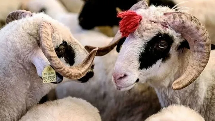 Kurban Bayramı Tatili Uzatılmadı! Kamu Çalışanlarına 5 Günlük İdari İzin