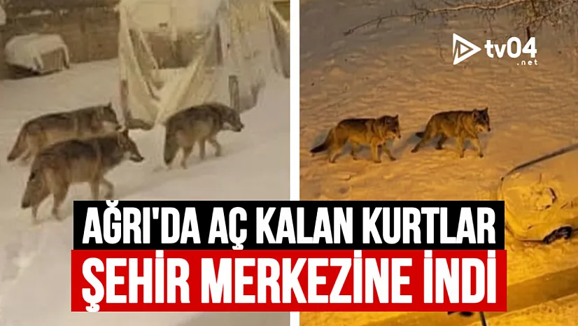 Ağrı'da Aç Kalan Kurtlar Şehir Merkezine İndi