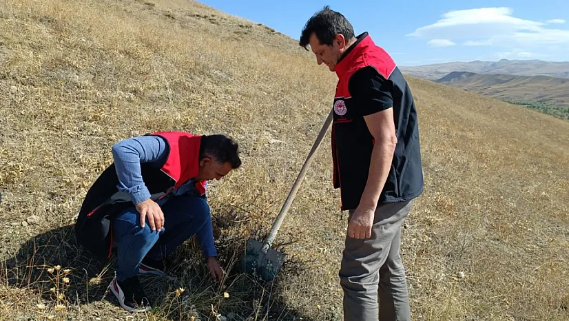 Ağrı'da Buğdayın Kalitesini Koruma Çalışmaları: Süne Zararlısı Takipte
