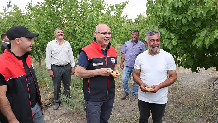Ağrı'da Kayısı Hasadı Başladı: Vali Koç Meyve Bahçesini Ziyaret Etti
