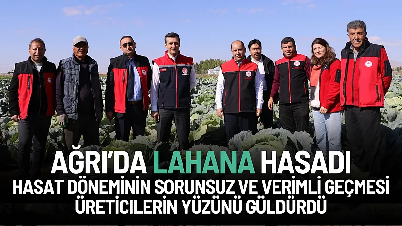 Ağrı Patnos'ta Bereketli Lahana Hasadı: Tarım Müdürlüğü Sahada