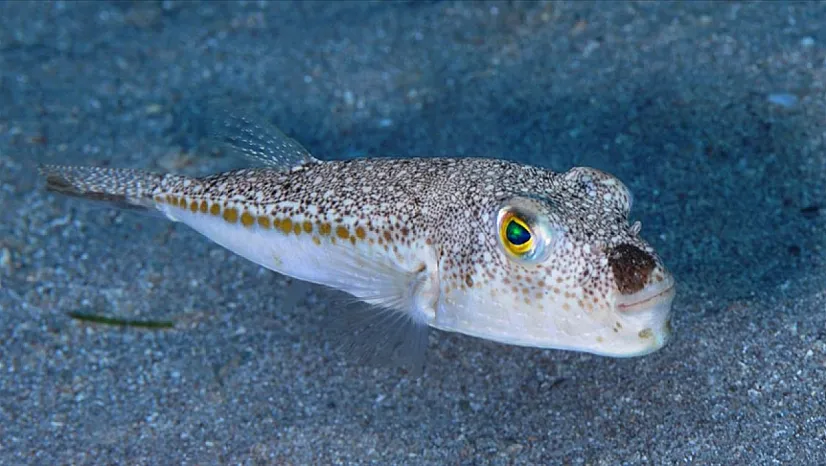 Balon Balığı Avcılığına Destek Artırıldı: Benekli Tür İçin Ödeme 35 TL'ye Yükseldi