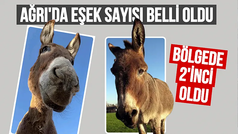 TÜİK Verilerine Göre Ağrı'daki Eşek Sayısı Açıklandı