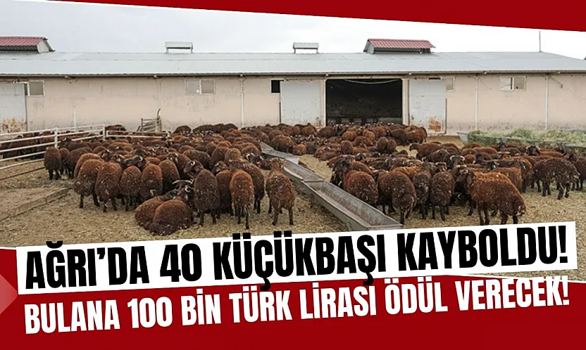 Ağrı'da 40 Küçükbaş Hayvan Kayboldu: 100 Bin TL Ödül