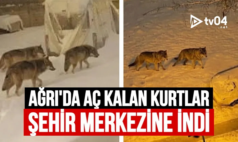 Ağrı'da Aç Kalan Kurtlar Şehir Merkezine İndi