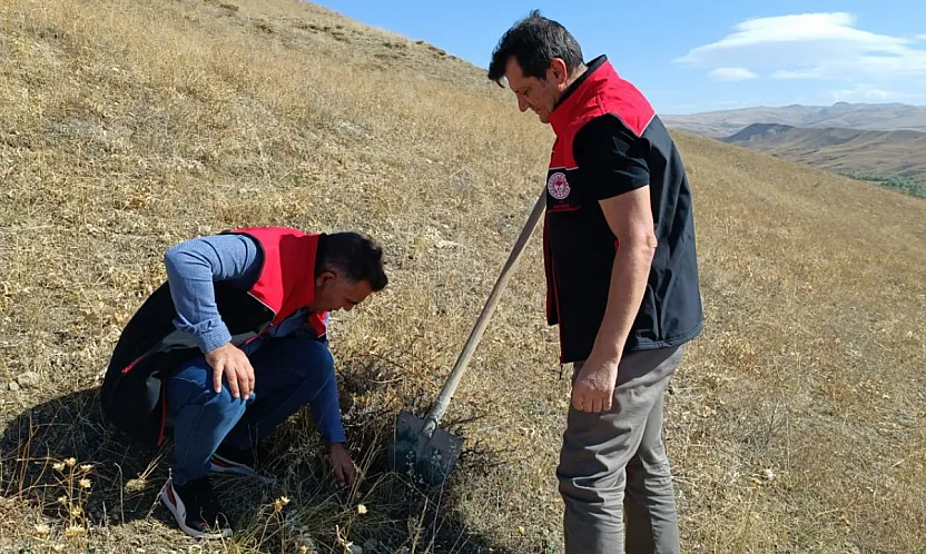 Ağrı'da Buğdayın Kalitesini Koruma Çalışmaları: Süne Zararlısı Takipte