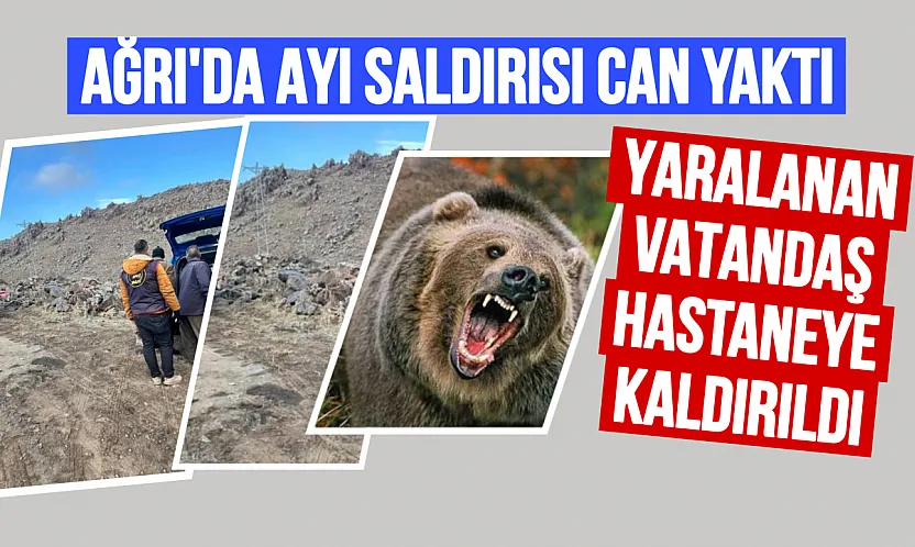 Ağrı'da Korku Dolu Anlar: Ayı Saldırısı Bir Vatandaşı Yaraladı!