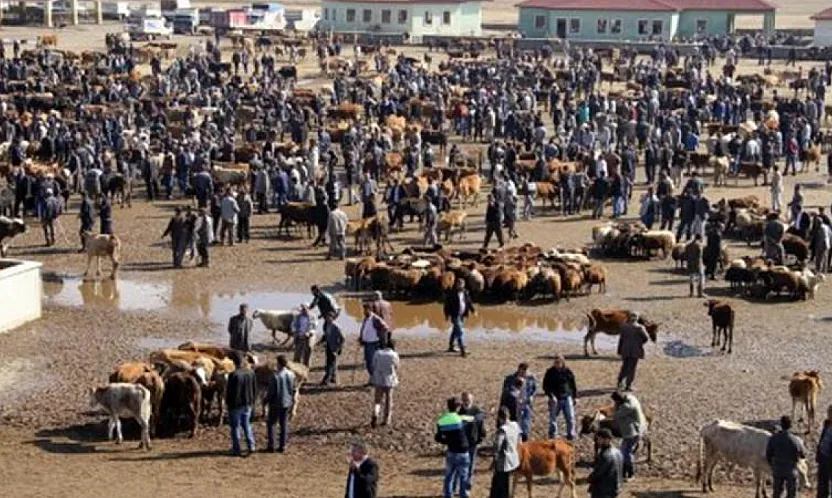 Ağrı'nın büyükbaş sayısı belli oldu: Kars'ın ardında dördüncü sıra
